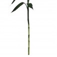 Lucky Bamboo single Stems 160 cm