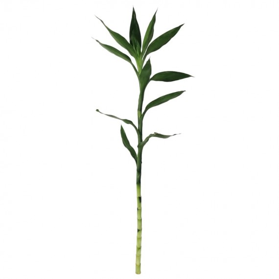 Lucky Bamboo single Stems 90 cm