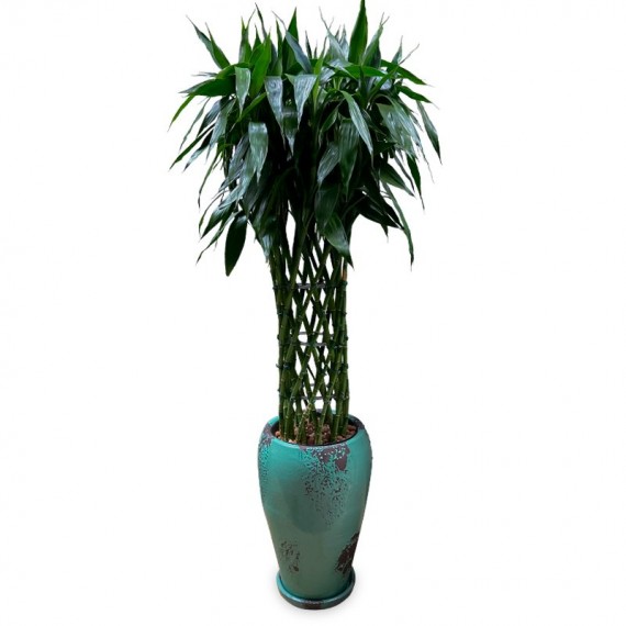 Large Vase  of Planted Lucky Bamboo