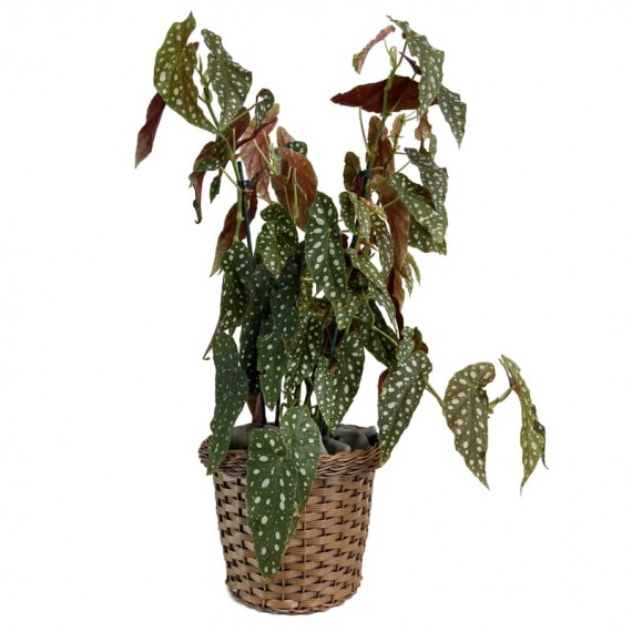 Begonia Maculata in Synthetic Ratan Vase