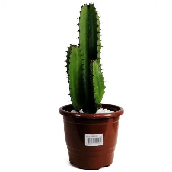 Mandacaru Cactus