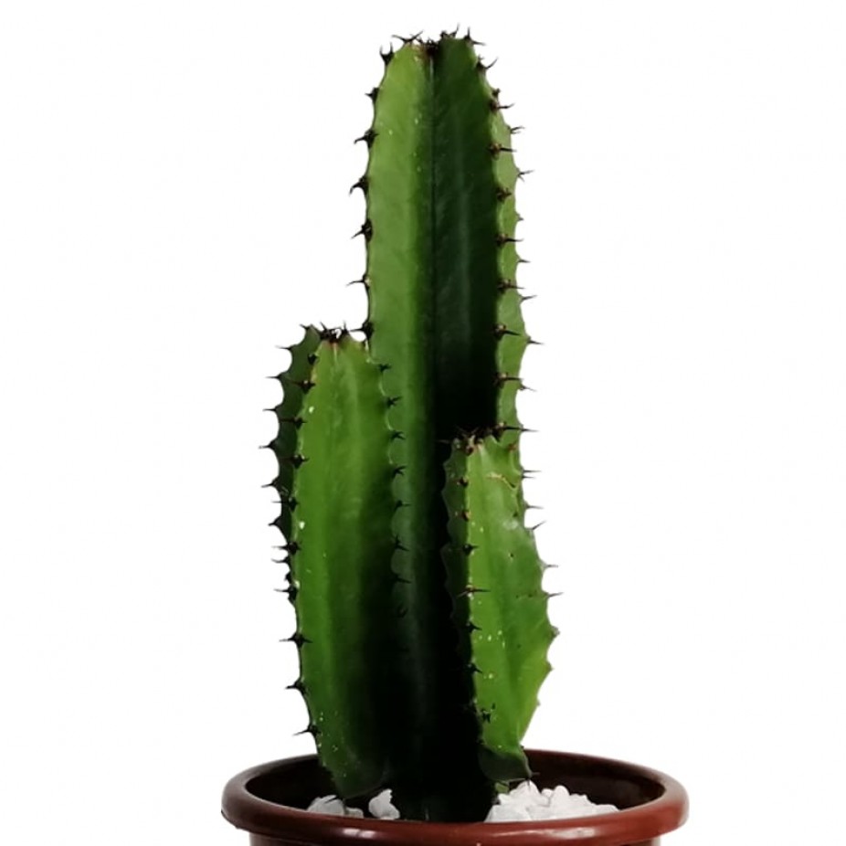 Mandacaru Cactus