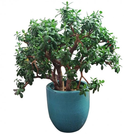 Jade Plantada em Vaso Vietnamita