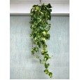 Variegated Pothos Plant Nature I