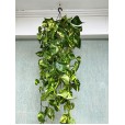 Variegated Pothos Plant Nature I