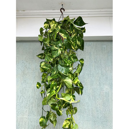 Planta Jiboia Variegata Natureza I