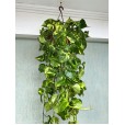 Variegated Pothos Plant Nature I