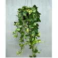Variegated Pothos Plant Nature I