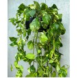 Variegated Pothos Plant Nature I