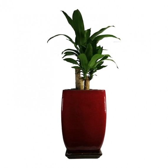 Vaso de Dracena Pau D'Água