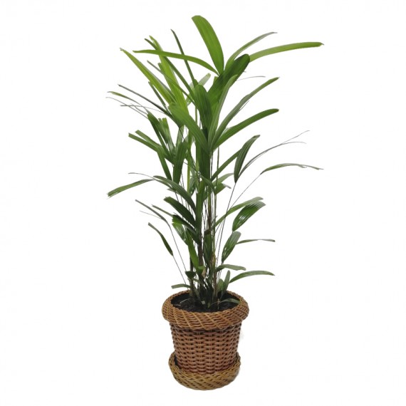 Planted Raffia