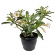Desert Rose Flower