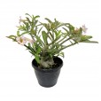 Desert Rose Flower