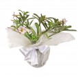 Desert Rose Flower