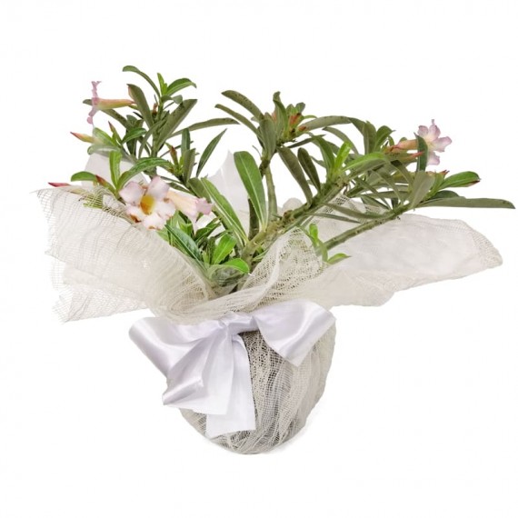 Desert Rose Flower