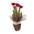Tulipa Plantada