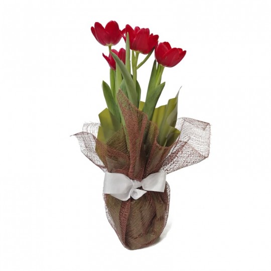 Tulipa Plantada