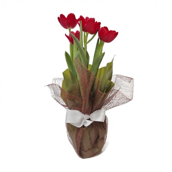 Tulipa Plantada