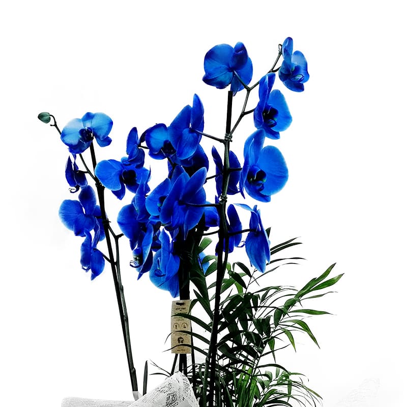 Blue Orchid in Large Glass Vase